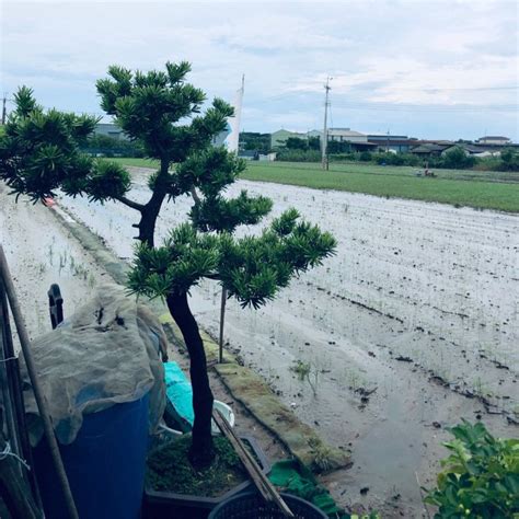 羅漢松開花結果|羅漢松 